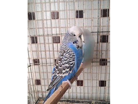 Uygun Eşe Hazır Verimli Damızlık Erkek Ve Dişi Kuşlar