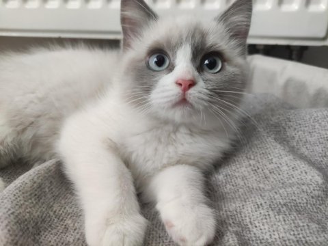 Mavi Gözlü Safkan Erkek Ragdoll Yavrusu