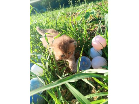 British Longhair Yavru Kediler
