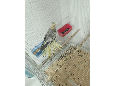 2 Aylık Evcil Yeme Düşmüş Sultan Papağanı Yavrular