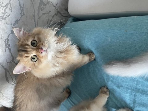 Safkan British Longhair Yavrularımı Sahiplendiriyorum
