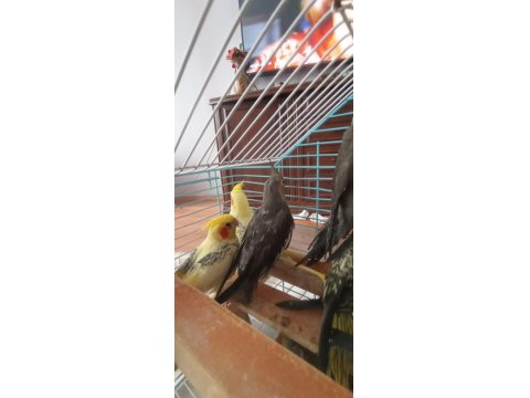 Ele Alışkın 2 Aylık Erkek Dişi Wifi Grey Piet Kuşlar Mevcuttur