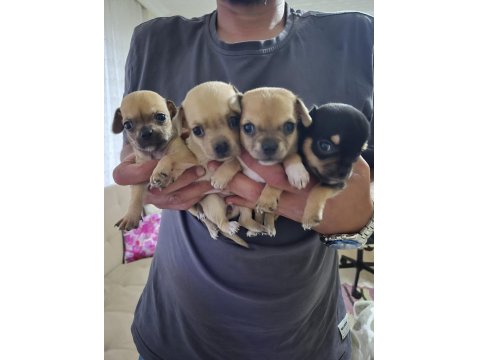 Chihuahua 1 Aylık Yavrularımız