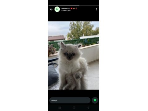 British Longhair Erkek