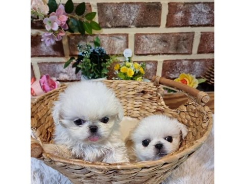 Dünya Tatlısı Pekinez Yavru Köpekler