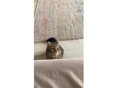 Dost Canlısı Erkek Avrupa Kedisi 6 Aylık