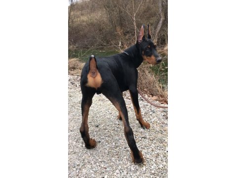 Sağlık Ve Irk Garantili Doberman Köpekleri