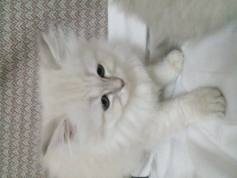 Safkan British Kediler Göz Bebeklerimiz