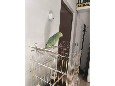 Full Evcil Amazon Papağanı