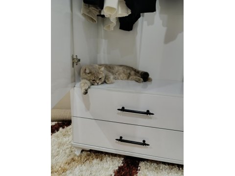 Kedimizi Güzel Aileye Sahiplendirmeyi Düşünüyoruz