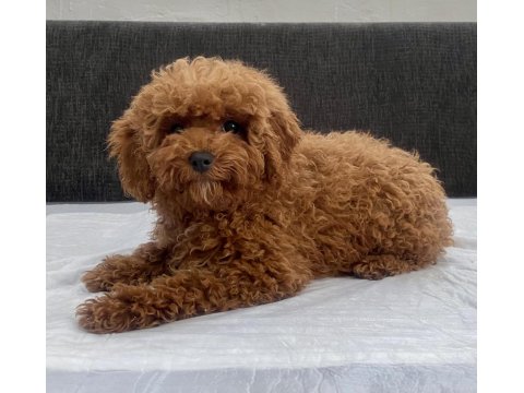 Mini Boy Toy Poodle Kızımız