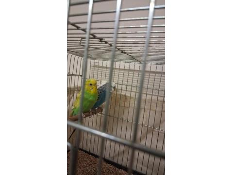 Klasik Mavi Erkek Dalgalı Yeşil Dişi Muhabbet Kuşu