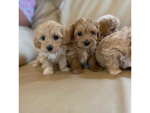 Ruhsatlı İşletmeden Garantili Maltipoo Bebekler