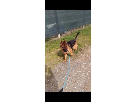 A Şecere Alman Kurdu