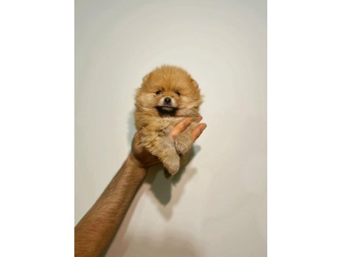 Üst Kalite Pomeranian Bebeklerimiz