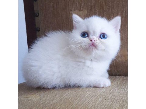 Safkan Yavru Kedilerimiz