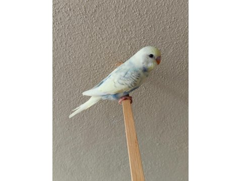 Yeni Yeme Düşmüş Uysal Renk Güzeli Yavru Muhabbet Kuşlar