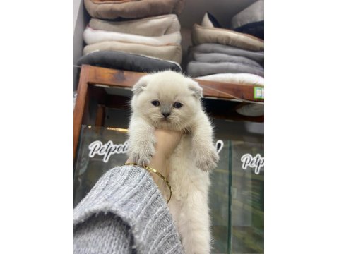 2 Aylık Scottish Fold Shorthair Yavru Kedilerimiz