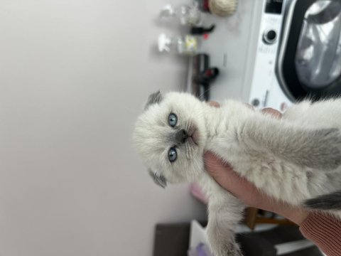 Scottish Fold Blue Point Yavrularım
