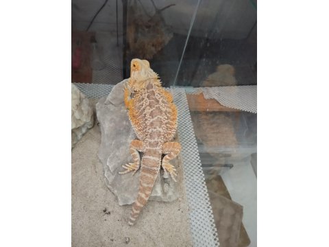 Sakallı Ejder Erkek