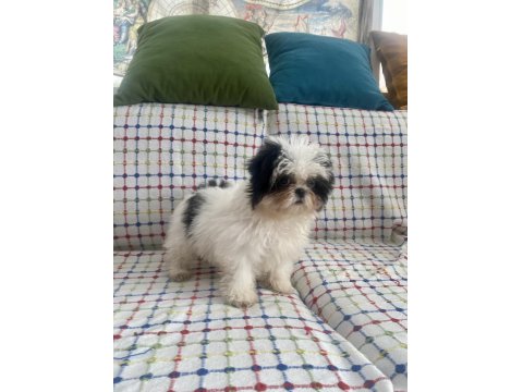 Mini Boy Maviş Şitsu Kızımız