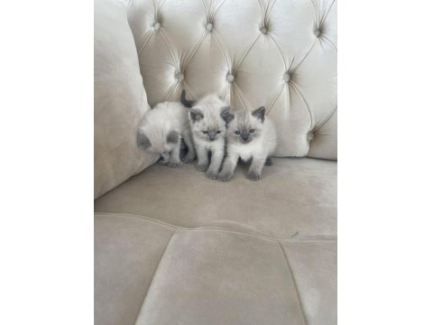 British Blue Point Yavrular Ve Scottish Yavrular