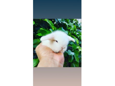 Hollanda Lop Tavşanları