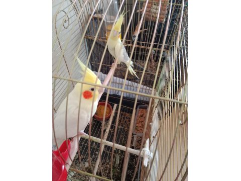 Yumurtalı Çift Sultan Papağanlar