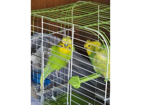 Hazır Eş Yavru Garantili Muhabbet Kuşları