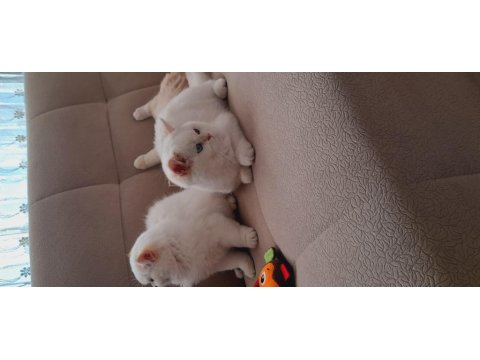 Ny1233 Erkek 3 Aylık Aşılar Ve Kum Parazit Tamam Kediler