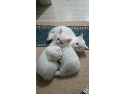 Tatlı Kedimiz Olgamı Kim İster