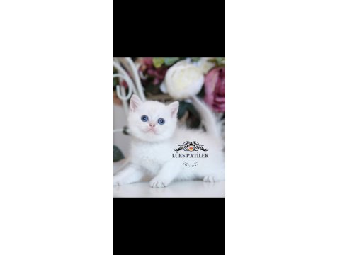 Beyaz Melek Silver British Shorthair Ns133