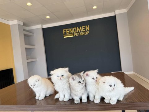 En Güzel Brıtısh Shorthair Yavruları Renk Renk Ankara