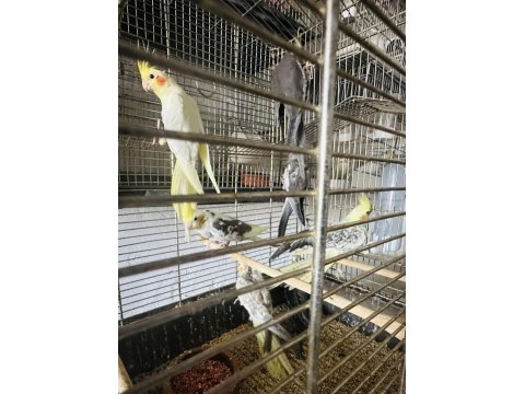 Sultan Papağanlar Toplu Ya Da Adetli Olarak Sahiplendirilecektir