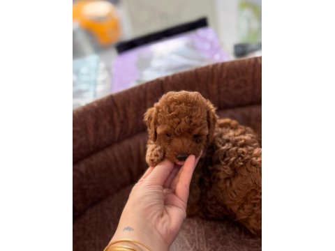 Anne Kore Kan Baba Red Poodle