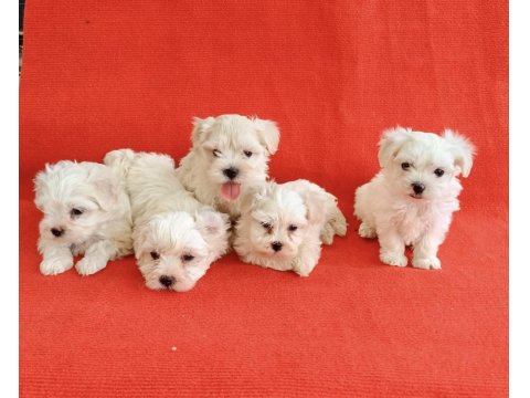 0 Numara Maltese Köpeği Yavrular