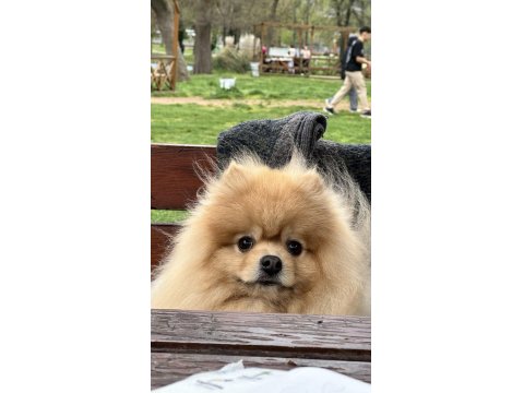 Pomeranian Boo Pasaport Ve Eğitimli Satılık