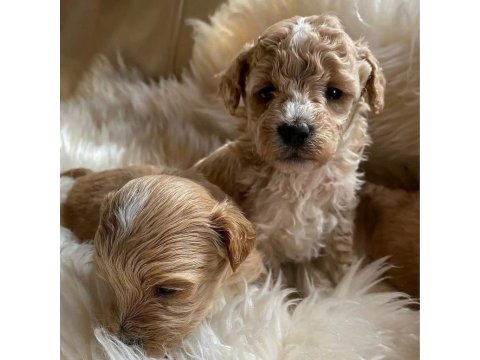 Irk Ve Saglık Garantili Turuncu Mini Maltipoo Bebekler