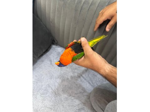 Oyun Hamuru Üst Düzey Lori Papağanı