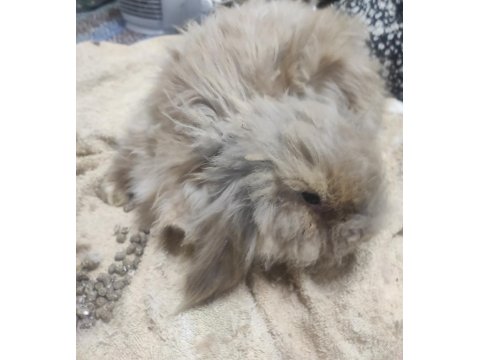 Teddy Tavşan Yavruları Annesi İle Birlikte Verilebilir