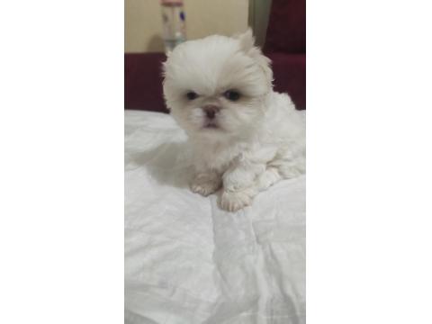 2 Aylık Pekingese Yavrular