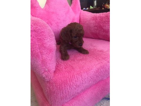 Sağlıklı Kore Poodle