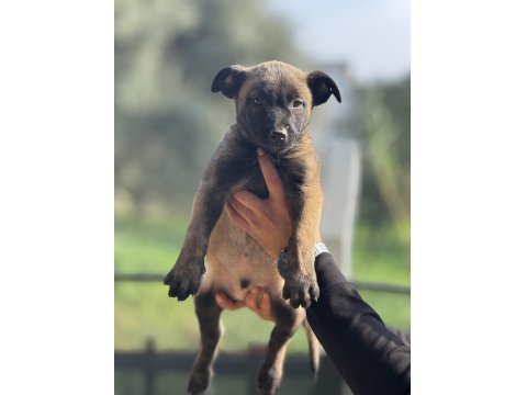 A Kalite Malinois Yavruları