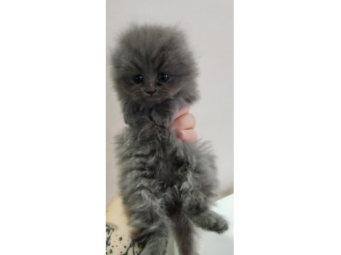Scottish Fold Erkek Yavru