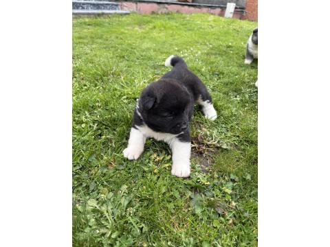 Orjinal Safkan A Kalite Amerikan Akita Yavruları