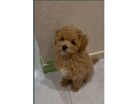 Mükemmel Maltipoo Köpeği Yavrularımız