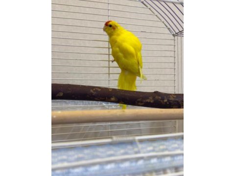 Sağlıklı Yavru Kakariki Papağanı