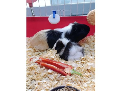 Guinea Pig 1 Yaşındalar