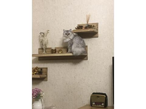 Sevecen Ve Uysal Can Kedilere Sıcak Yuva