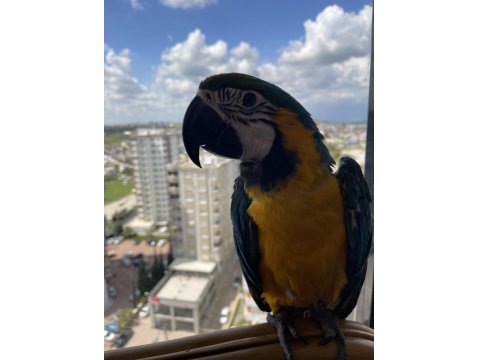11 Aylık Meraklı Macaw (Acil)